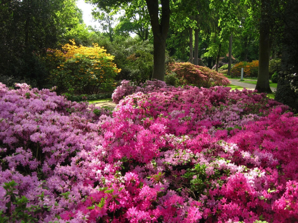 Stiftung Bremer Rhododendronpark